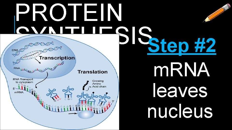 PROTEIN SYNTHESISStep #2 m. RNA leaves nucleus 