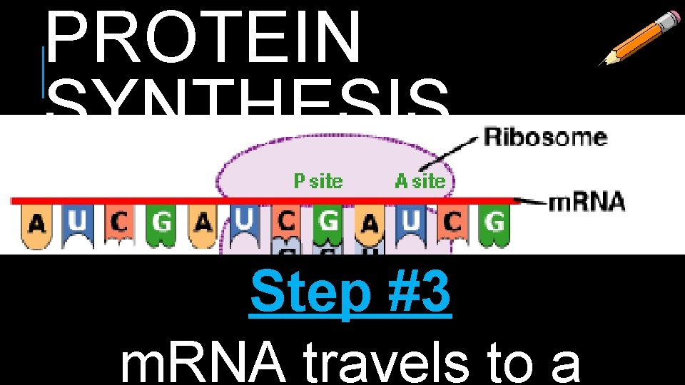 PROTEIN SYNTHESIS Step #3 m. RNA travels to a 