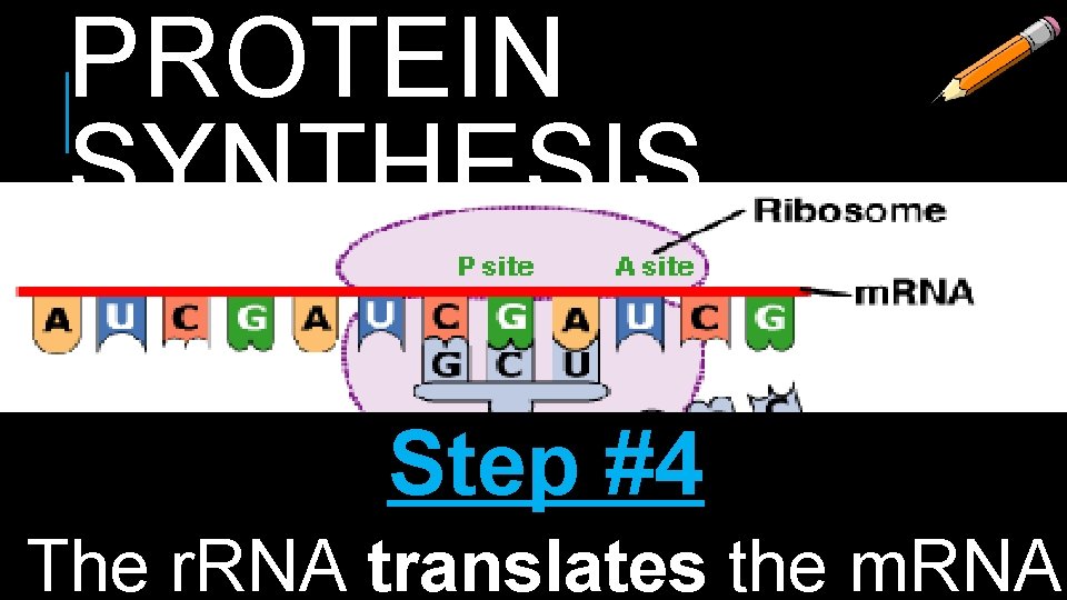 PROTEIN SYNTHESIS Step #4 The r. RNA translates the m. RNA 