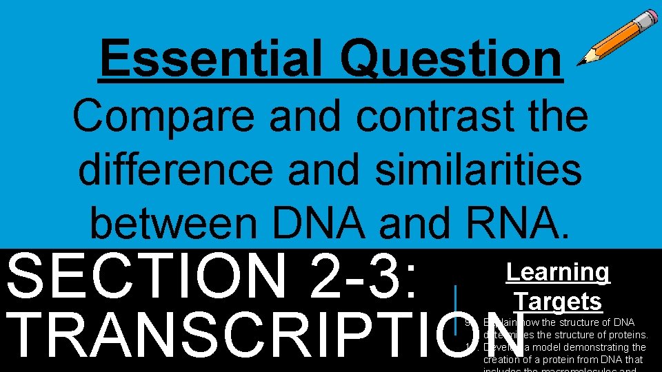 Essential Question Compare and contrast the difference and similarities between DNA and RNA. SECTION