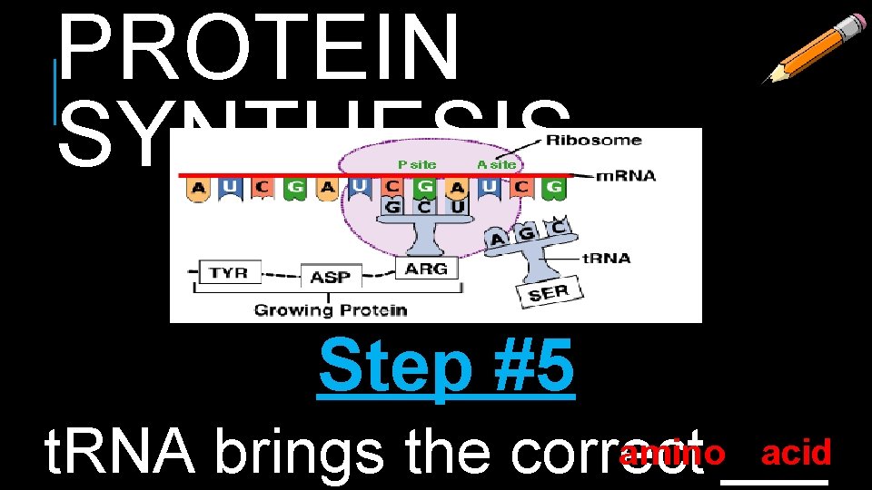 PROTEIN SYNTHESIS Step #5 amino___ acid t. RNA brings the correct 