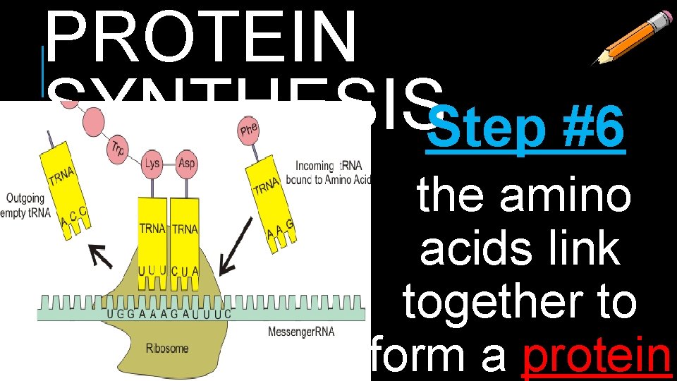 PROTEIN SYNTHESISStep #6 the amino acids link together to form a protein 