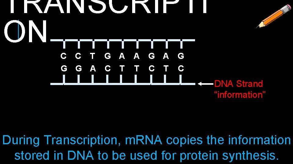 TRANSCRIPTI ON C C T G A A G G G A C T