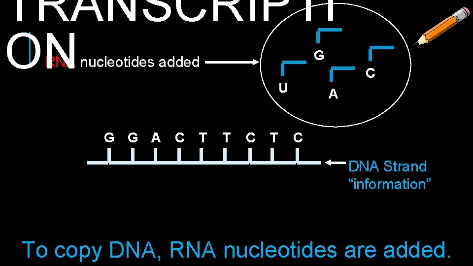 TRANSCRIPTI ON G RNA nucleotides added U G G A C T T C