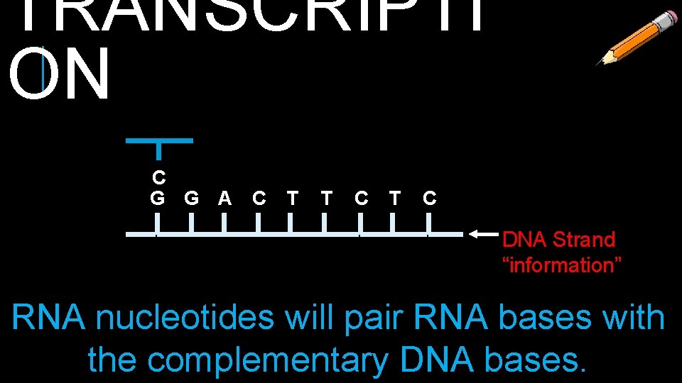 TRANSCRIPTI ON C G G A C T T C DNA Strand “information” RNA