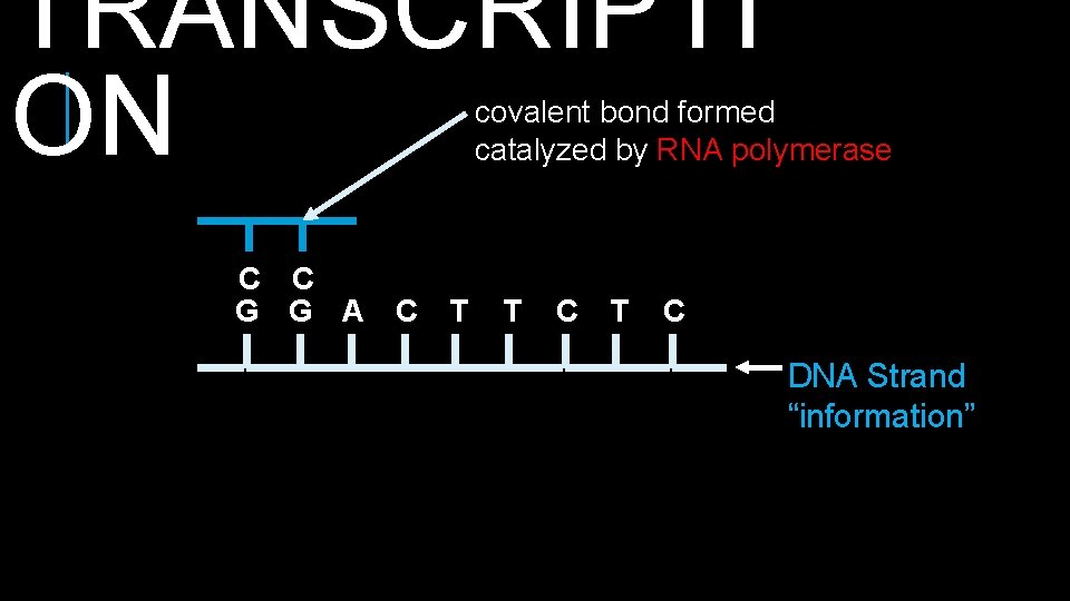 TRANSCRIPTI ON covalent bond formed catalyzed by RNA polymerase C C G G A