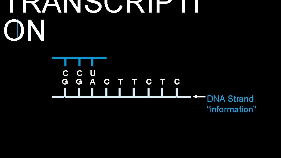 TRANSCRIPTI ON C C U G G A C T T C DNA Strand