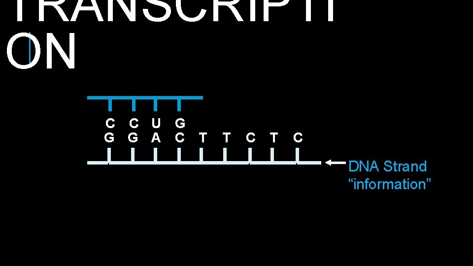 TRANSCRIPTI ON C C U G G G A C T T C DNA