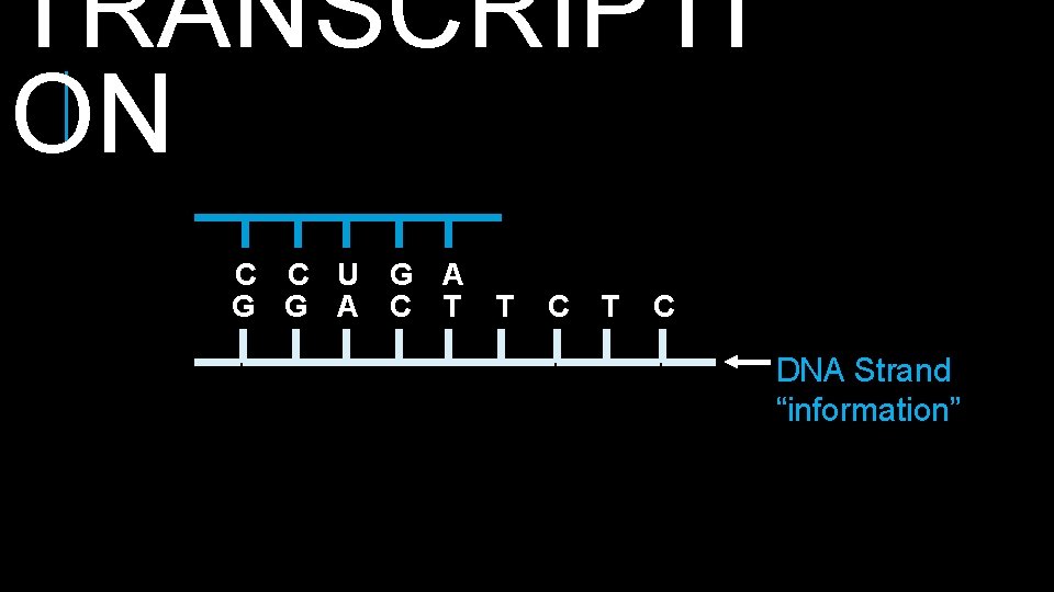 TRANSCRIPTI ON C C U G A G G A C T T C
