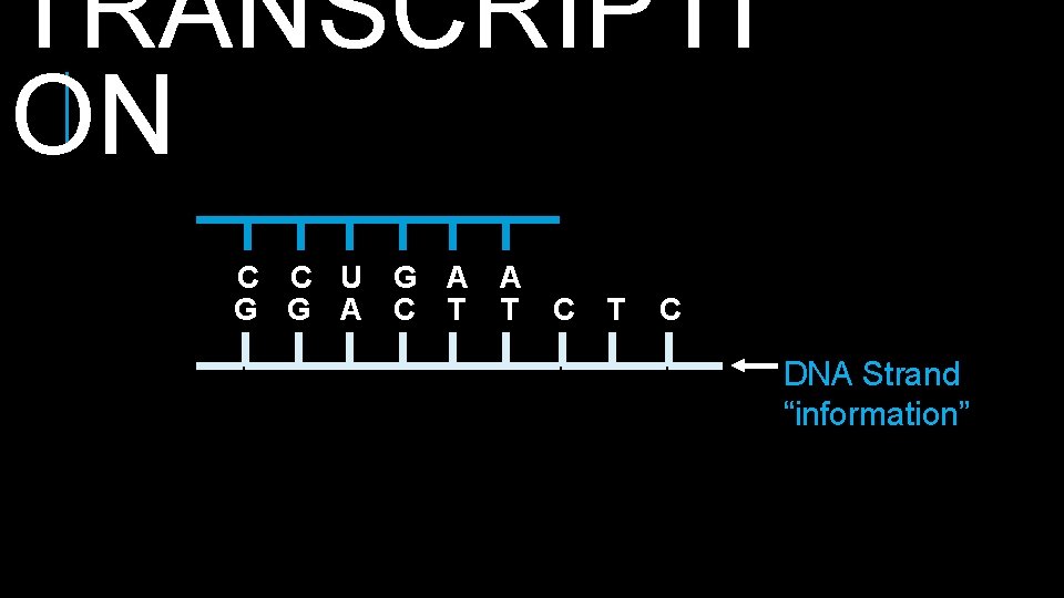 TRANSCRIPTI ON C C U G A A G G A C T T