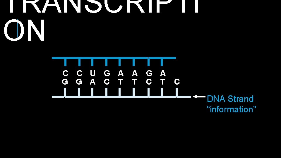 TRANSCRIPTI ON C C U G A A G G A C T T