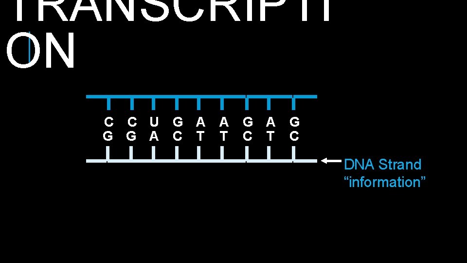 TRANSCRIPTI ON C C U G A A G G G A C T