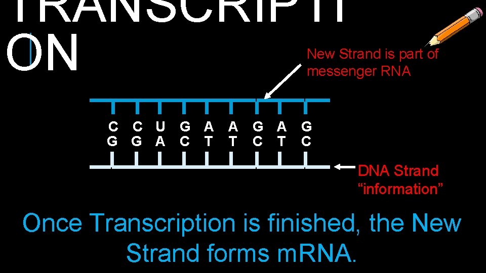 TRANSCRIPTI ON New Strand is part of messenger RNA C C U G A