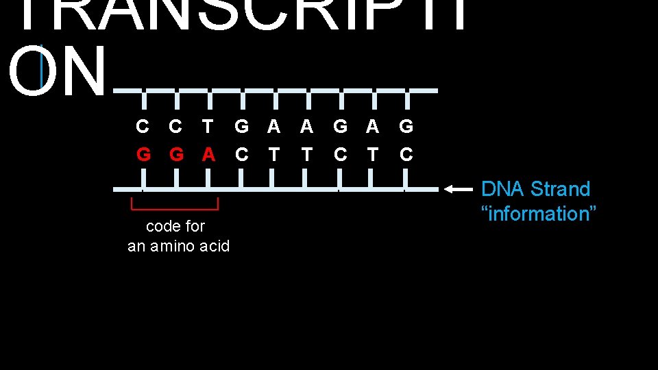 TRANSCRIPTI ON C C T G A A G G G A C T