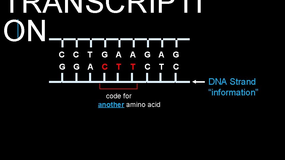 TRANSCRIPTI ON C C T G A A G G G A C T