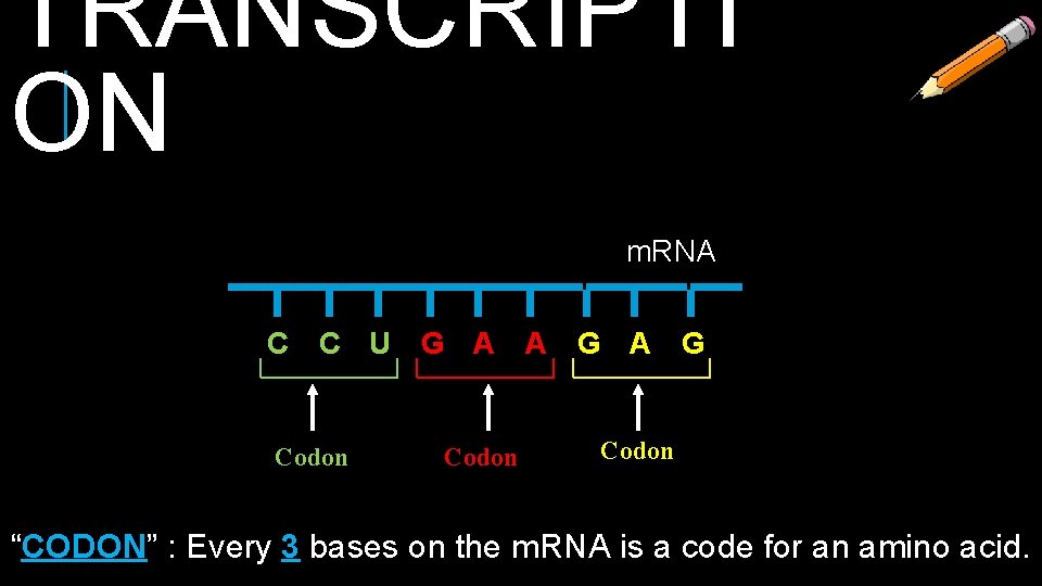 TRANSCRIPTI ON m. RNA C C U G A A G Codon “CODON” :