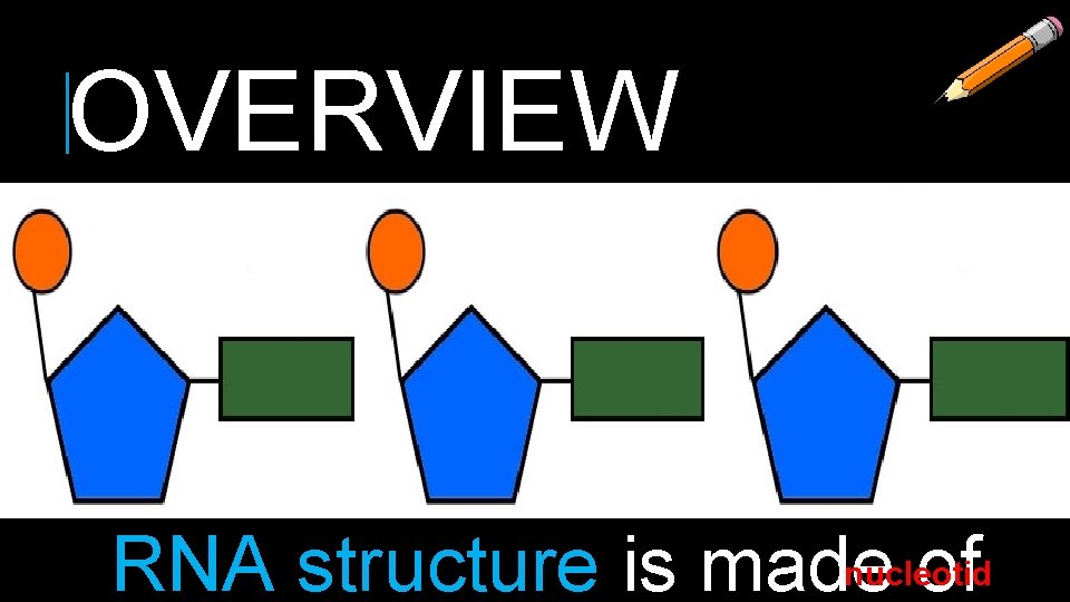OVERVIEW nucleotid RNA structure is made of 