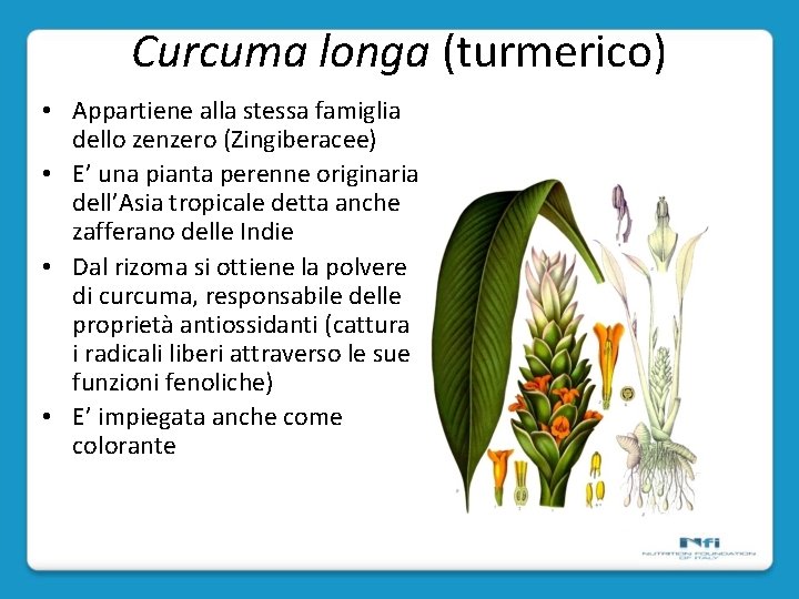 Curcuma longa (turmerico) • Appartiene alla stessa famiglia dello zenzero (Zingiberacee) • E’ una
