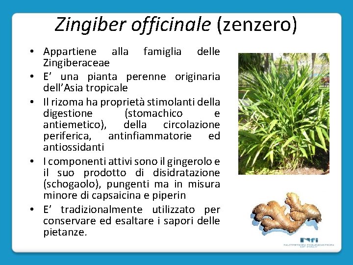 Zingiber officinale (zenzero) • Appartiene alla famiglia delle Zingiberaceae • E’ una pianta perenne