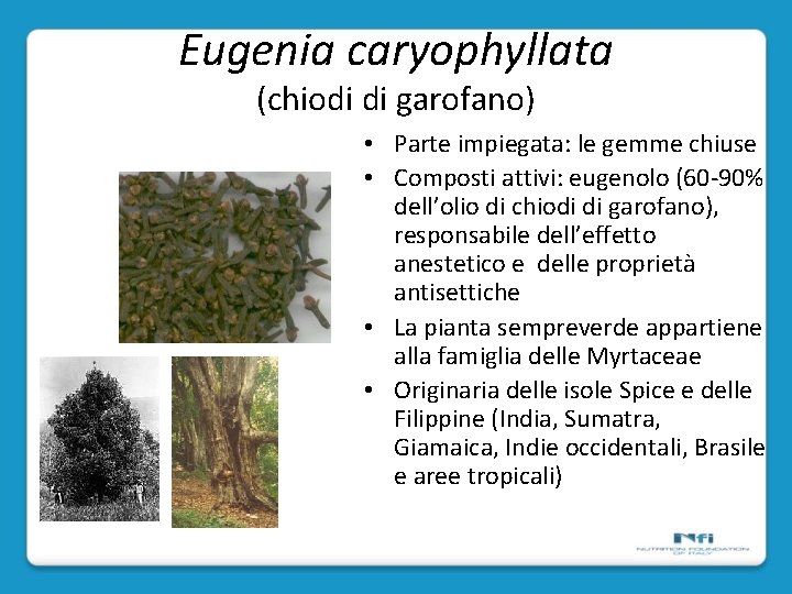 Eugenia caryophyllata (chiodi di garofano) • Parte impiegata: le gemme chiuse • Composti attivi: