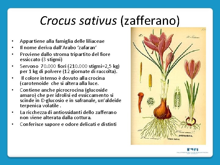 Crocus sativus (zafferano) • • Appartiene alla famiglia delle liliaceae Il nome deriva dall’Arabo