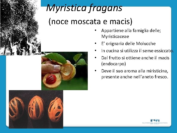 Myristica fragans (noce moscata e macis) • Appartiene alla famiglia delle; Myristicaceae • E’