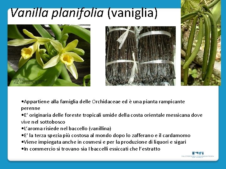 Vanilla planifolia (vaniglia) • Appartiene alla famiglia delle Orchidaceae ed è una pianta rampicante