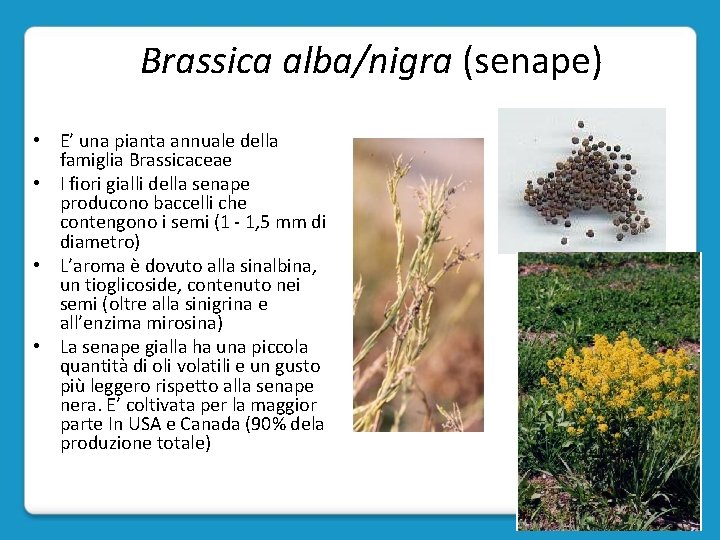 Brassica alba/nigra (senape) • E’ una pianta annuale della famiglia Brassicaceae • I fiori