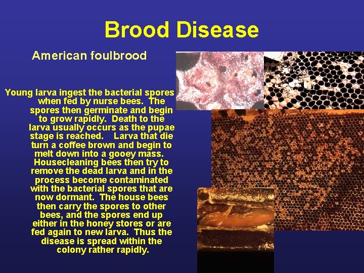 Diseases of Honey Bees Presented by Dana Stahlman