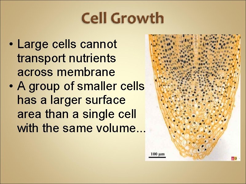  • Large cells cannot transport nutrients across membrane • A group of smaller