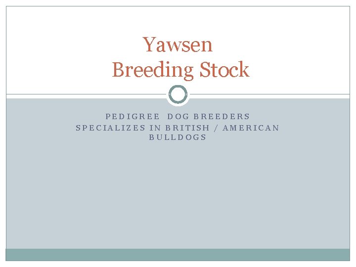 Yawsen Breeding Stock PEDIGREE DOG BREEDERS SPECIALIZES IN BRITISH / AMERICAN BULLDOGS 