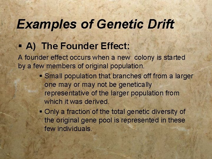 Examples of Genetic Drift § A) The Founder Effect: A founder effect occurs when