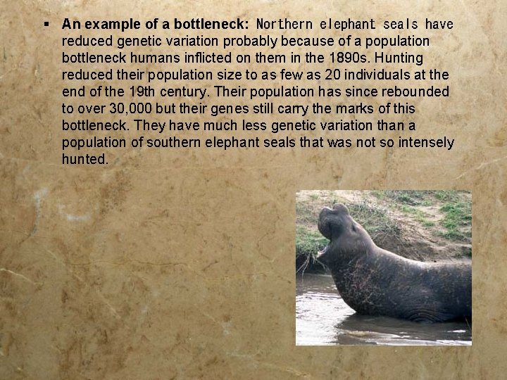§ An example of a bottleneck: Northern elephant seals have reduced genetic variation probably