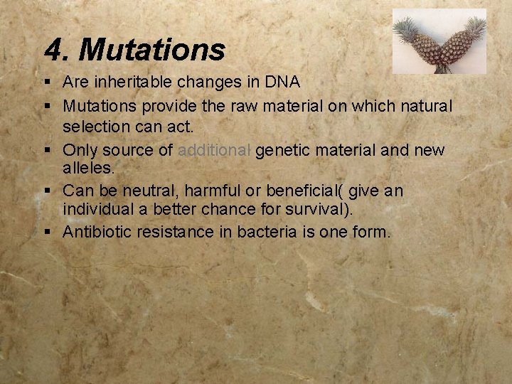 4. Mutations § Are inheritable changes in DNA § Mutations provide the raw material