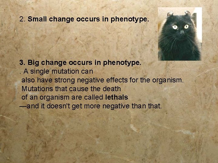 2. Small change occurs in phenotype. 3. Big change occurs in phenotype. . A