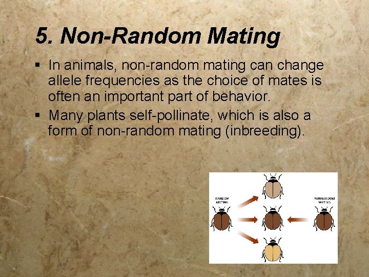 5. Non-Random Mating § In animals, non-random mating can change allele frequencies as the