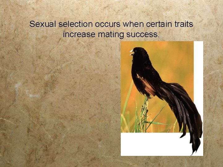 Sexual selection occurs when certain traits increase mating success. 