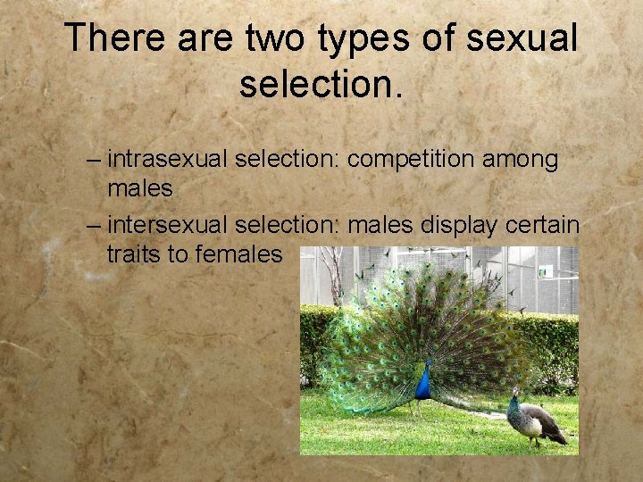 There are two types of sexual selection. – intrasexual selection: competition among males –