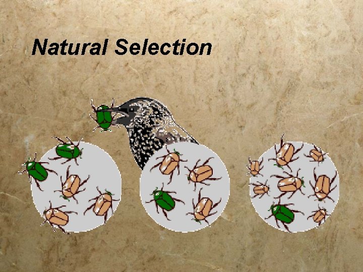 Natural Selection 
