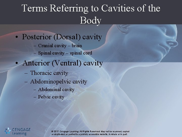 Terms Referring to Cavities of the Body • Posterior (Dorsal) cavity – Cranial cavity