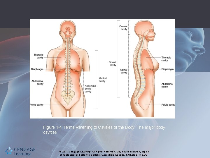 Figure 1 -4 Terms Referring to Cavities of the Body. The major body cavities