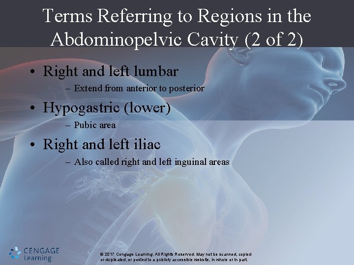 Terms Referring to Regions in the Abdominopelvic Cavity (2 of 2) • Right and