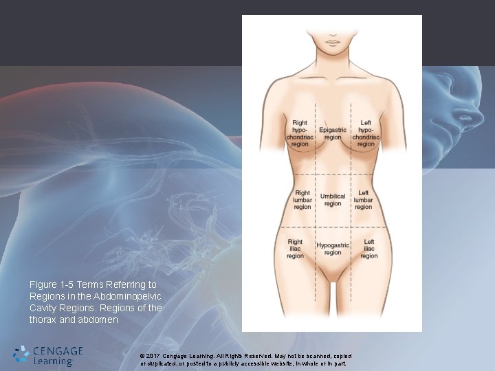 Figure 1 -5 Terms Referring to Regions in the Abdominopelvic Cavity Regions of the
