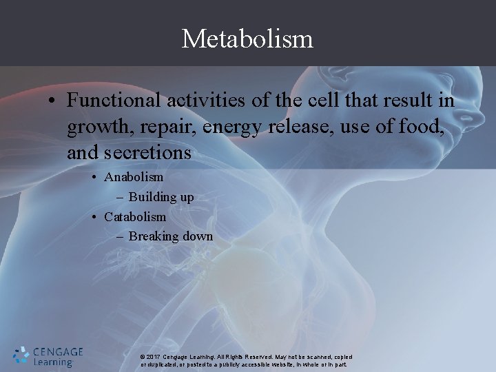 Metabolism • Functional activities of the cell that result in growth, repair, energy release,