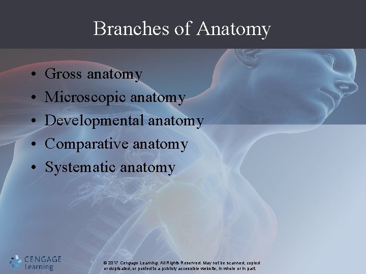 Branches of Anatomy • • • Gross anatomy Microscopic anatomy Developmental anatomy Comparative anatomy