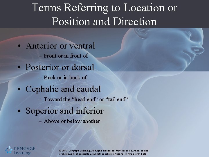 Terms Referring to Location or Position and Direction • Anterior or ventral – Front