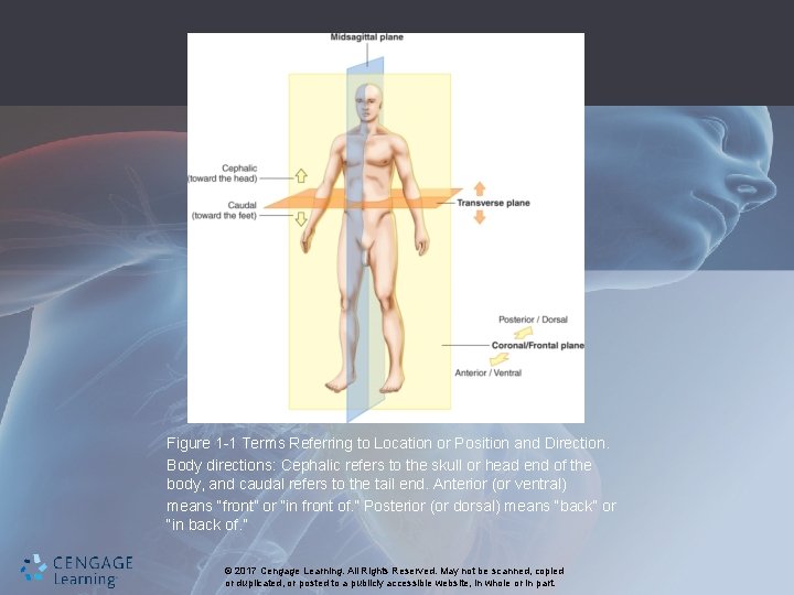 Figure 1 -1 Terms Referring to Location or Position and Direction. Body directions: Cephalic