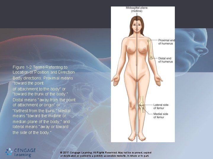 Figure 1 -2 Terms Referring to Location or Position and Direction. Body directions: Proximal