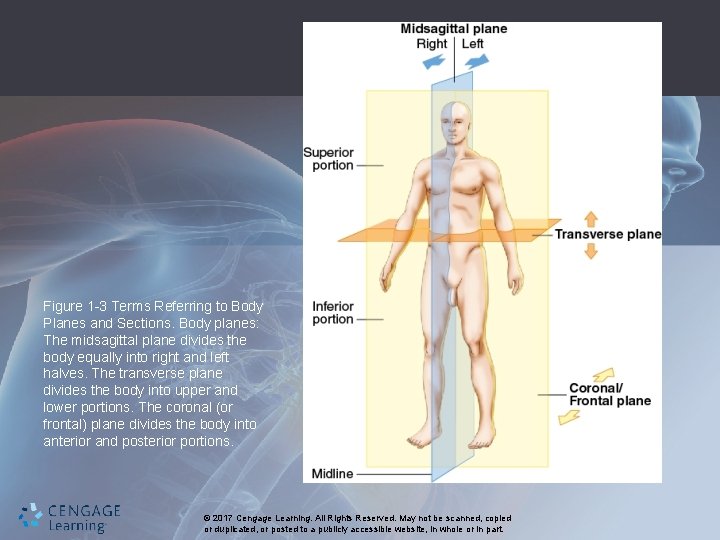 Figure 1 -3 Terms Referring to Body Planes and Sections. Body planes: The midsagittal