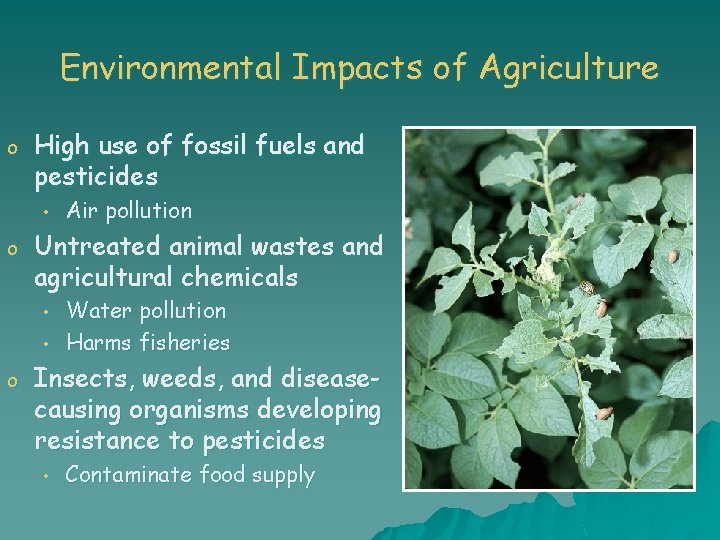 Environmental Impacts of Agriculture o High use of fossil fuels and pesticides • o
